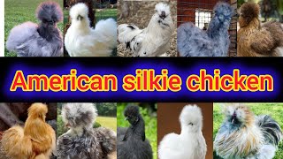 American silkie hen  American silkie chicken  silkie chickens  American silkie chicken price [upl. by Ahsekam]