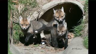 Bridgewood Fox Family [upl. by Sherrie748]