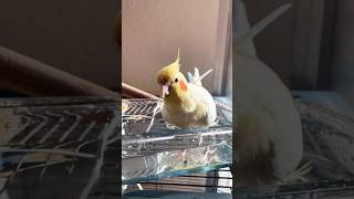 NINFA BAÑANDOSE 🛁 birds ninfa ninfas aves nymph birds calopsita new newvideo shower [upl. by Lorre813]