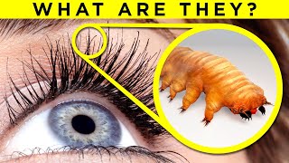 Tiny mites live in your eyelashes  Fact Show 12 [upl. by Lyrehs]