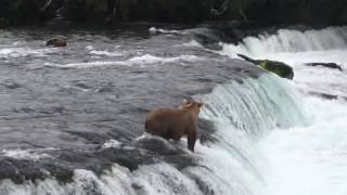 Bear cubs going over the falls [upl. by Annauqahs]