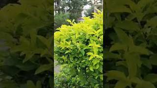 Beautiful garden india gardenplants plants plants gardenflowers shortvideo viralshorts [upl. by Helbonnas]