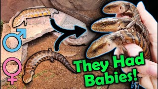 Our BlueTongued Skinks had SURPRISE BABIES in the Zoo [upl. by Albie]