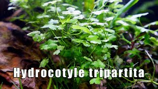 Hydrocotyle Tripartita  MUST HAVE Most Versatile Aquatic Plant [upl. by Nwahsed]