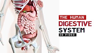 The Human Digestive System  3D Animated Video [upl. by Ronnholm]