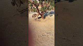 The Mystery Sniff that makes this dog runs Along the Fence [upl. by Samtsirhc]