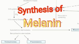 Synthesis of Melanin  Biochemistry [upl. by Beedon]