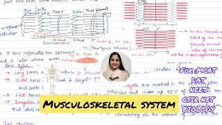 Musculoskeletal System  Bones Muscles and Joints 🗣️ [upl. by Haleelahk]