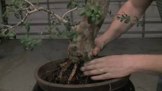 How to Bonsai  Repotting a tree and wiring in [upl. by Ericka]