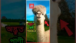 অদ্ভুত প্রাণী Alpaca সম্পর্কে জানলে আপনিও অবাক হবেন 😱  🤯 Alpaca Spitting People shorts alpaca [upl. by Westhead]