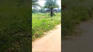 Land for Sale at Ruin Rourkela investment Opportunity realestate propertyinvestment [upl. by Sabra]