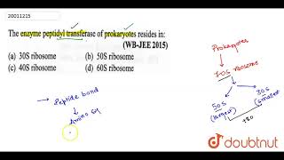 The enzyme peptidyl transferase of prokaryotes risides in [upl. by Iden]