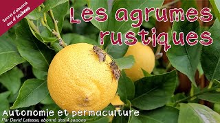 Planter des agrumes rustiques  Autonomie et permaculture avec David [upl. by Alian]