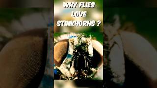 The Bizarre Relationship Between Flies and Stinkhorn Mushrooms [upl. by Lada756]