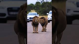 Leones de Kruger Machos Satara shorts lions wildlife [upl. by Rolyks]