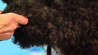 How to Demat Dogs Coat with the Master Grooming Tools Dematting Tool [upl. by Olumor632]