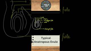 Anatropous Ovule  Class 12th  NCERT  Important Diagrams Series 03 [upl. by Cirdahc]