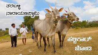 6 teeth stud bulls of Hallikar expert Narayanaswamy [upl. by Keeryt]