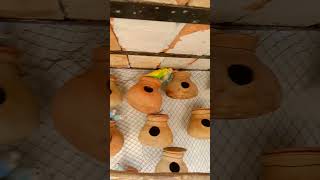 100 budgies birds sound in my colony shorts [upl. by Anot]