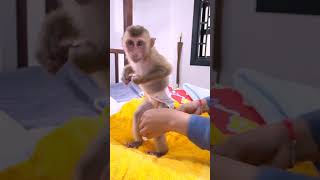 Bibi monkey goes out dirty and his mother cleans him and changes him into new clothes [upl. by Noivaz]