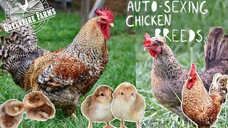 AutoSexing Chicken Breeds︱Greenfire Farms [upl. by Ennaegroeg88]