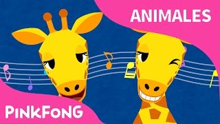 Cuello Largo Jirafa  Jirafa  Animales  PINKFONG Canciones Infantiles [upl. by Nosahc633]