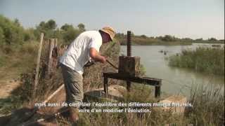 La Camargue et le Parc naturel régional de Camargue [upl. by Adnovay]