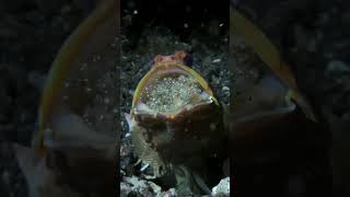 Yellowhead jawfish very caring father fact [upl. by Conrado342]