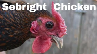 Chicken Breed Analysis Sebright [upl. by Ten]