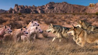 Wolf Pack Vs Hyena Clan  The Ultimate Conclusion 2023 [upl. by Beekman]