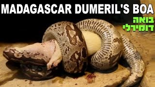 בואה מדגסקר דומירלי Madagascar Dumerils Boa Acrantophis dumerili [upl. by Thom]