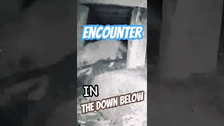 The Down Below An Encounter…Time to Go cat wyze prrowler skunk [upl. by Eeclehc]