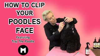 How to clip your poodles face [upl. by Varney390]