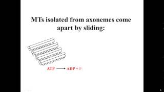 Sliding Microtubules [upl. by Arika]