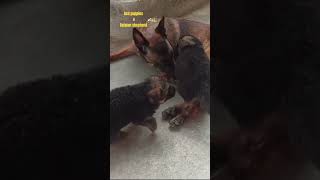 dog lovers ❤️German shepherd puppies play dogs ❤️heavyboneblackmaskgermanshephard [upl. by Notlok]