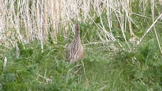 sound of the rare corncrake sighting Tiree 2013 [upl. by Arreip]