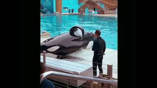 Amazing SeaWorld’s killer whales on their natural behavio killerwhales dolphinshowseaworldocean [upl. by Marmion750]