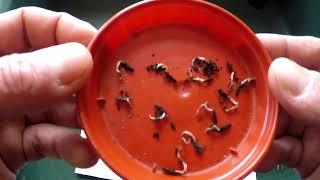 Liquidambar styraciflua Seed germination and potting up [upl. by Oibaf]