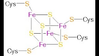 Bioinorganic Chemistry Class 8 Ferredoxin [upl. by Dutch]