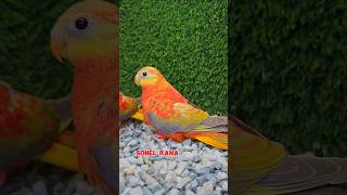 Cinnamon opaline turquoisine baby born in my aviary Alhamdulillah পাখি birds viralvideo [upl. by Alisun]