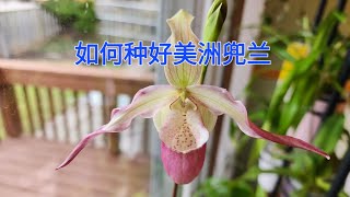 Sophies Garden 如何种好美洲兜兰 Phragmipedium Sedenii [upl. by Jami]