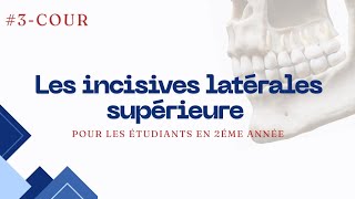 Anatomie dentaire  lincivisve latérale supérieure [upl. by Meier]