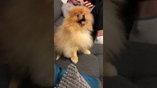 Pomeranian dog has the most hilarious sneeze [upl. by Iht]