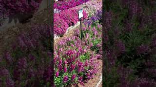 Angelonia Serafina Series the Trial Gardens at Costa Farms 2021 [upl. by Kathe]