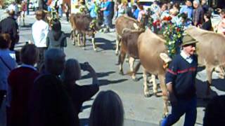 Almabtrieb Mayrhofen 2012 2 [upl. by Ayad]