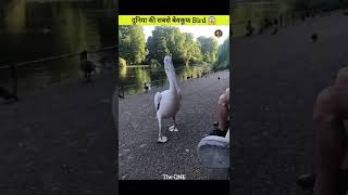 This Bird Has Negative IQ Shoebill Bird😱shortvideotrendingviralviralvideoshortsytytshorts [upl. by Derfniw651]