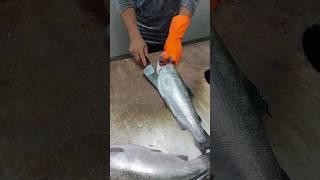 Knife sharpening and how to debone salmon [upl. by Ahsekyt728]