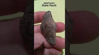 Brachiopod 550 million years old Found in Hancock County Ky fossil peedeeadventures [upl. by Hsiri]