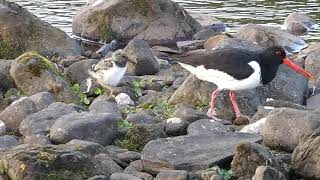 Oystercatcher amp chick Yorkshire Dales June 2022 [upl. by Tiff142]