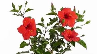 Parts of flower part1Hibiscus rosa sinensismalvaceae family🌺🌺🌺🌺🌺🌺imp for exam [upl. by Ahsercul]